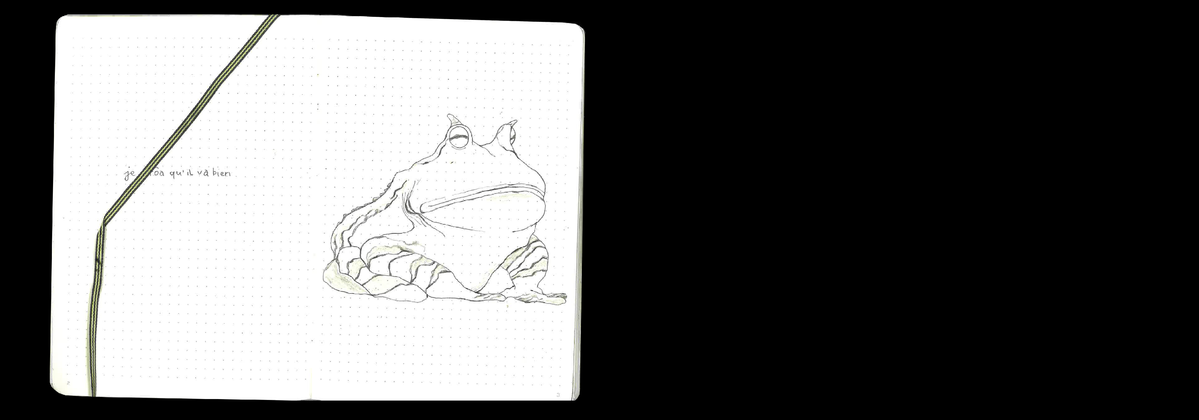 carnets illustration crapaud